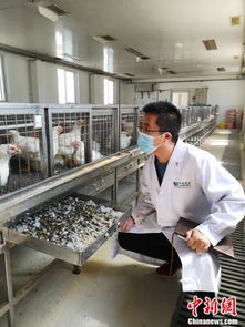 與豬搶糞便的營養師 吳強三的生物化工研發之路
